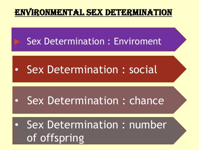 Environmental sex determination 69 position clips suck dick